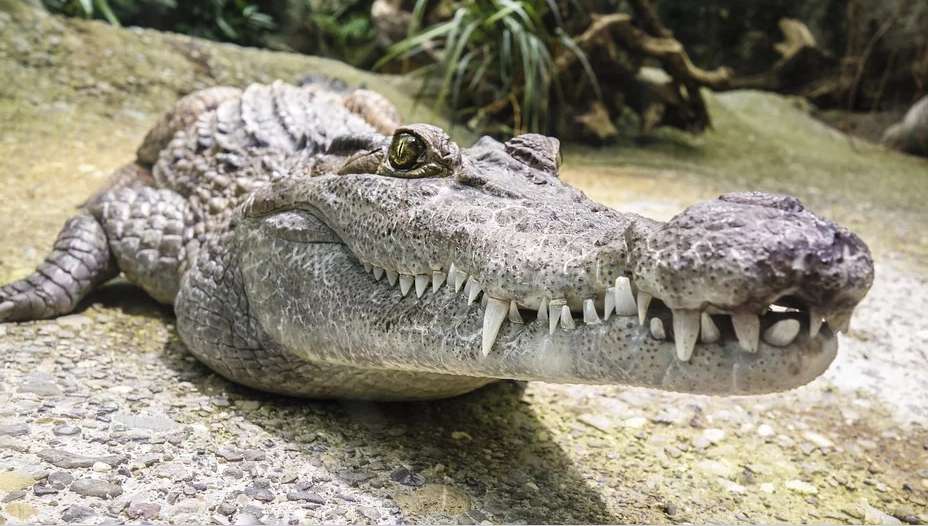 Krokodil Bild