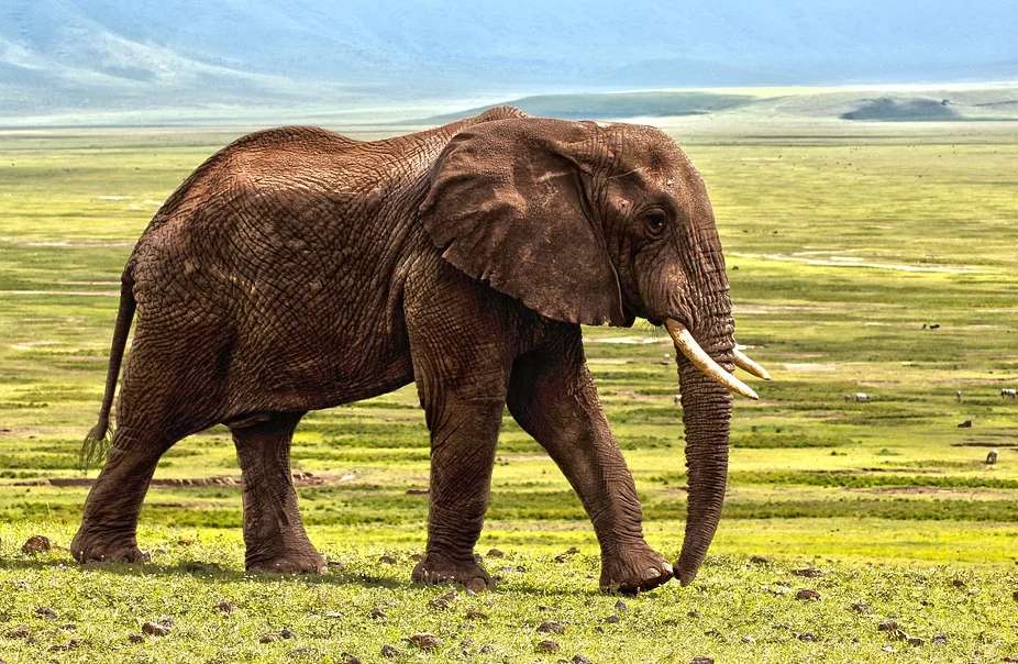 Elefant Bild