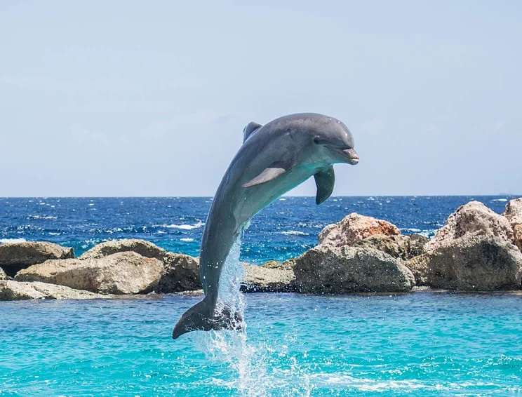 Delfin Bild